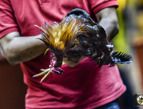 « Viven como reyes » argumento caduco para justificar la violencia en torno a las peleas de gallos