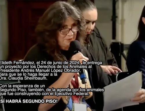 ¡Sí habrá segundo piso por los animales! Movimiento Consciencia entregó un proyecto a la presidenta Claudia Sheinbaum