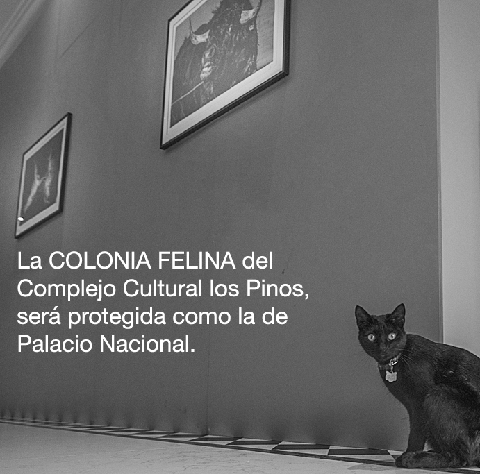 La colonia felina del Complejo Cultural los Pinos será protegida como la de Palacio Nacional